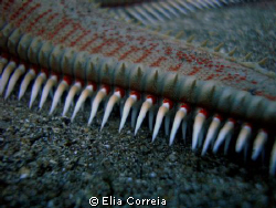 Sea Star! by Elia Correia 